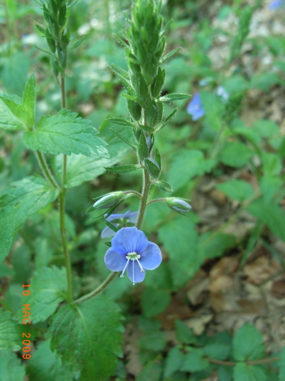 Veronica chamaedrys